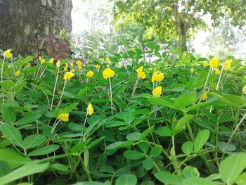 Close-up of yellow flowers