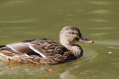 High angle view of mallard duck swimming on lake