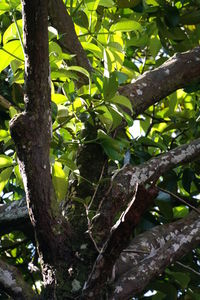 Low angle view of tree