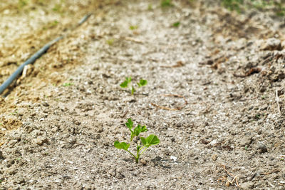 High angle view of small plant growing on field