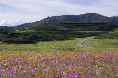 Scenic view of agricultural field against sky