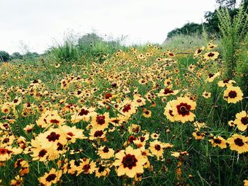 Yellow flowers blooming in field