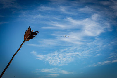 Low angle view of bird flying in sky