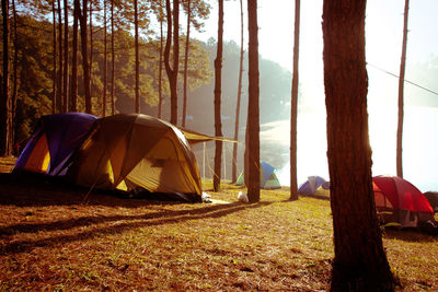 Tents amidst trees at campsite in forest