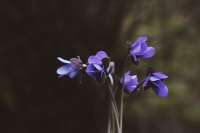 Close-up of purple flowering plant