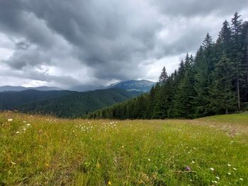 Scenic view of field against sky