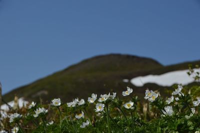 White flowering plants on field against blue sky