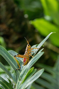 Close-up of insect on blade of grass