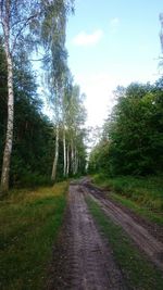 Road amidst trees in forest against sky