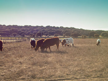 Horses in a field