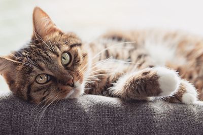 Close-up of cat resting
