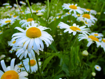 Close-up of white daisy flowers