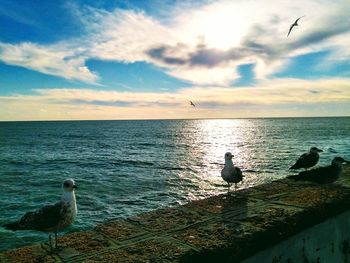 Seagull perching on a sea