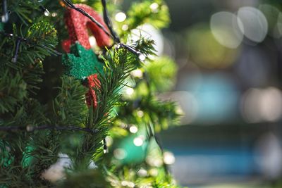 Close-up of christmas tree