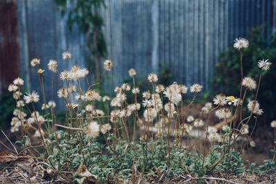 Close-up of flowers blooming in field