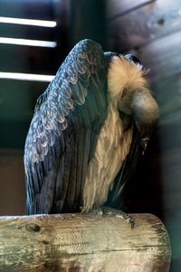 Close-up of owl perching on wood