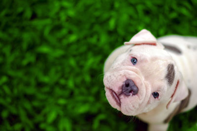 Close-up portrait of a dog