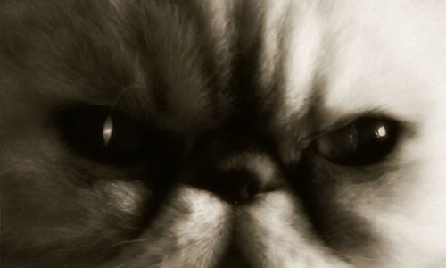 Close-up portrait of a dog