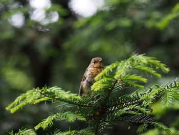 Close-up of a lizard on tree