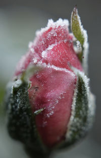 Close-up of flower