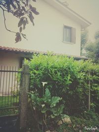 Plants growing in house