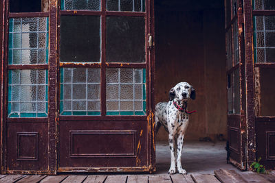 Portrait of dog standing against door