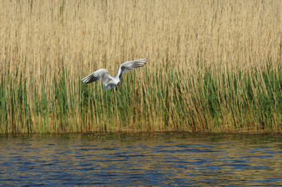 Seagull flying over baltic sea against reeds