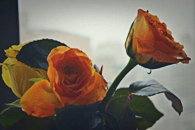 Close-up of rose plant