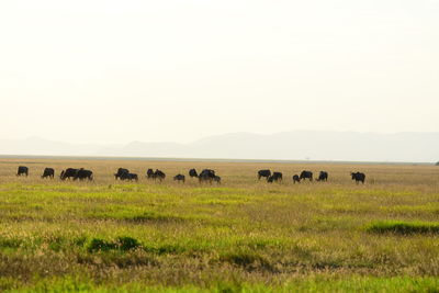 Sheep grazing in field