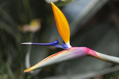 Close-up of yellow flower