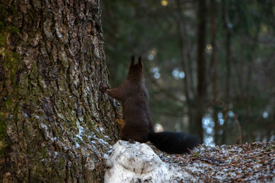 View of a reptile on tree trunk