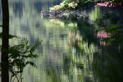 Reflection of trees in lake