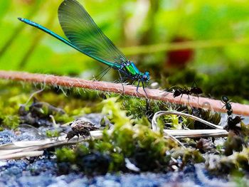 Close-up of caterpillar on leaf