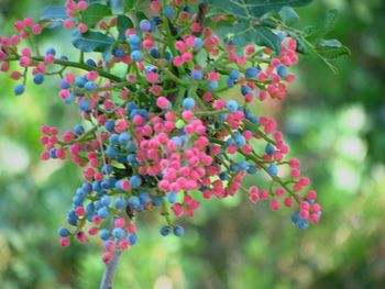 Close-up of berries growing on tree