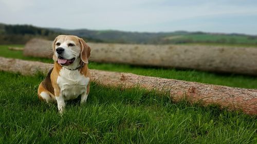 Dog looking away on field