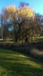 Trees on field against sky
