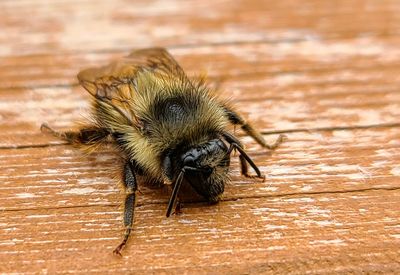 Close-up of bee on wooden table