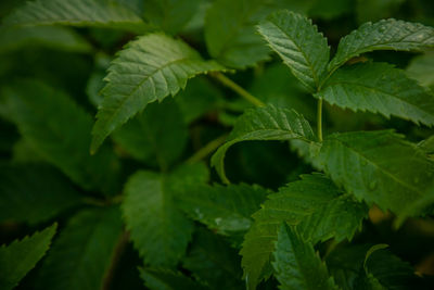 Close-up of green leaves