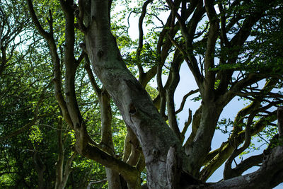 Low angle view of trees in forest