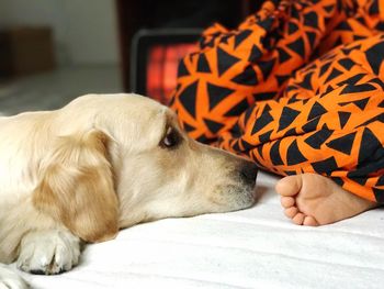 Close-up of a dog sleeping on bed