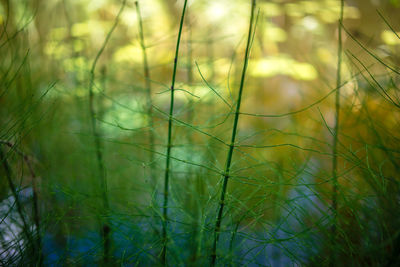 Close-up of fresh grass in field