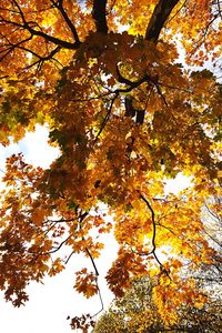 Low angle view of autumn tree