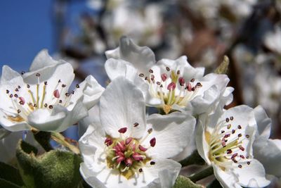 Close-up of white cherry blossoms