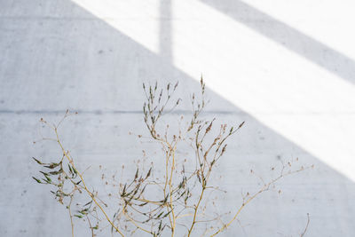 High angle view of plant against white concrete abstract wall