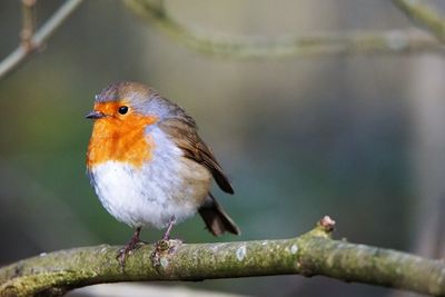 Close-up of bird perching on branch