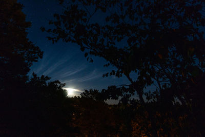 Low angle view of silhouette trees against sky at night