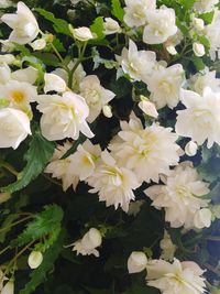 Close-up of white flowers blooming outdoors