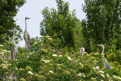 Bird perching on a tree