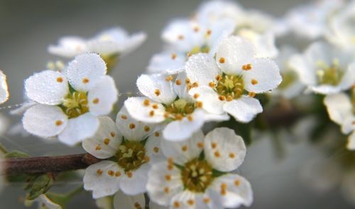 Close-up of white flowers