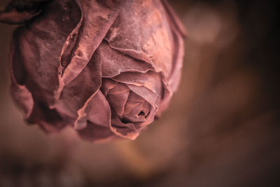 Close-up of dry rose